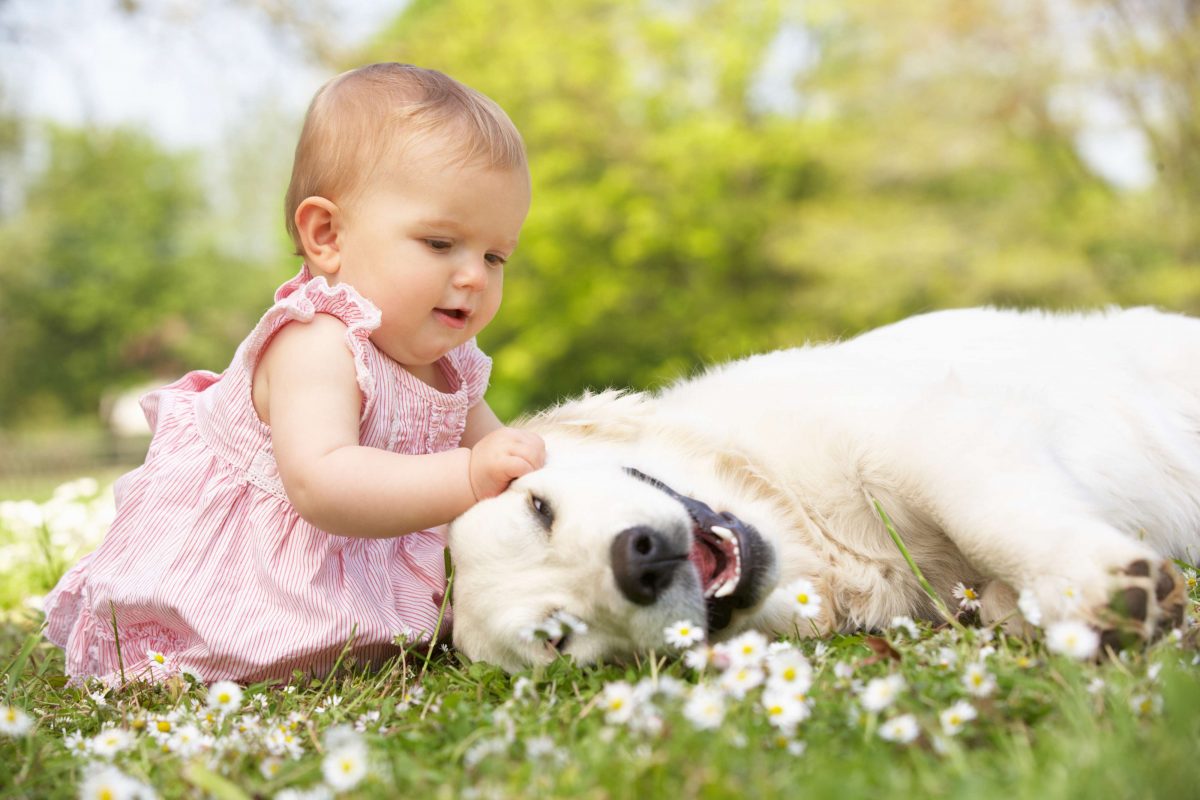 Pet Rest Cremations